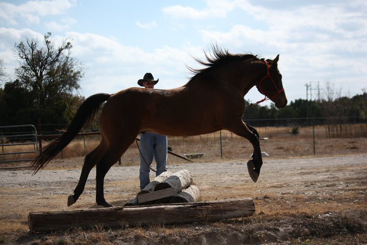 Michael can help you and your horse communication through Natural Horsemanship!