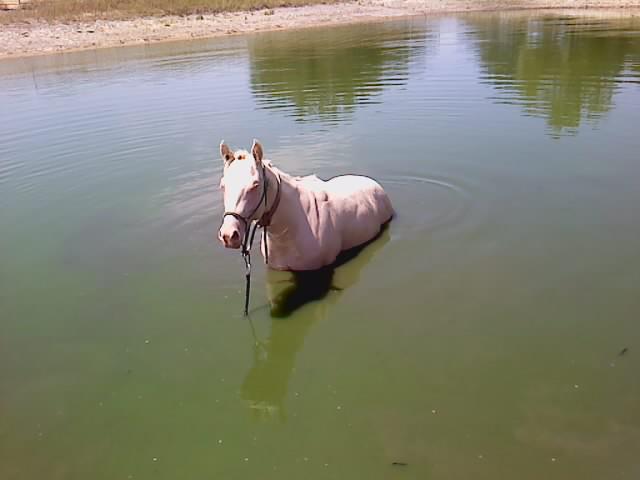 Michael can help you and your horse communication through Natural Horsemanship!